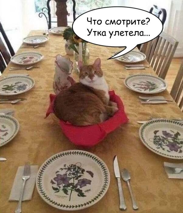 Что смотрите? Утка улетела...