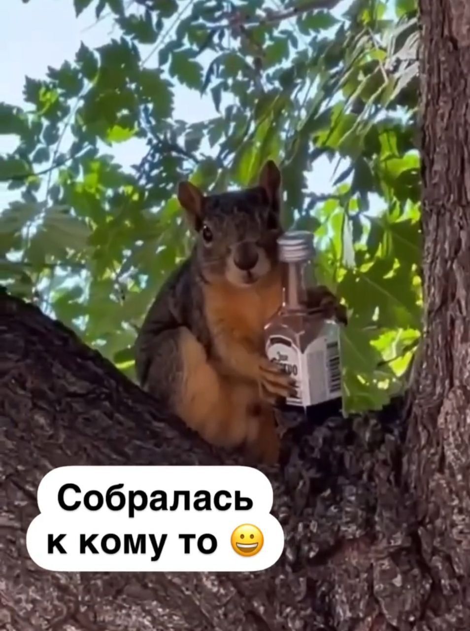 Собралась к кому то 🙂