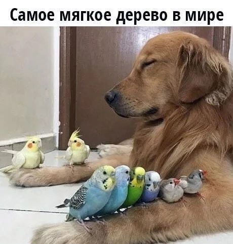 Самое мягкое дерево в мире