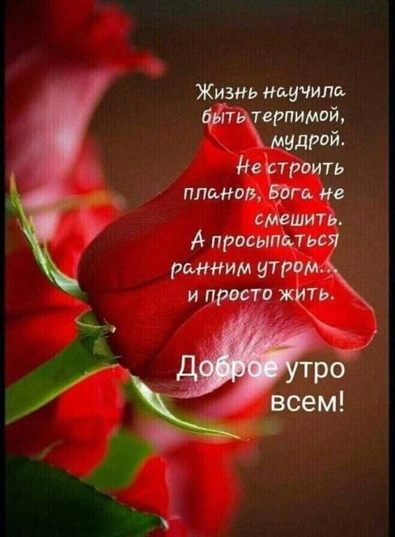 Жизнь научила быть терпимой, мудрой. Не строить планов, Бога не смешить. А просыпаться ранним утром... и просто жить.
Доброе утро всем!