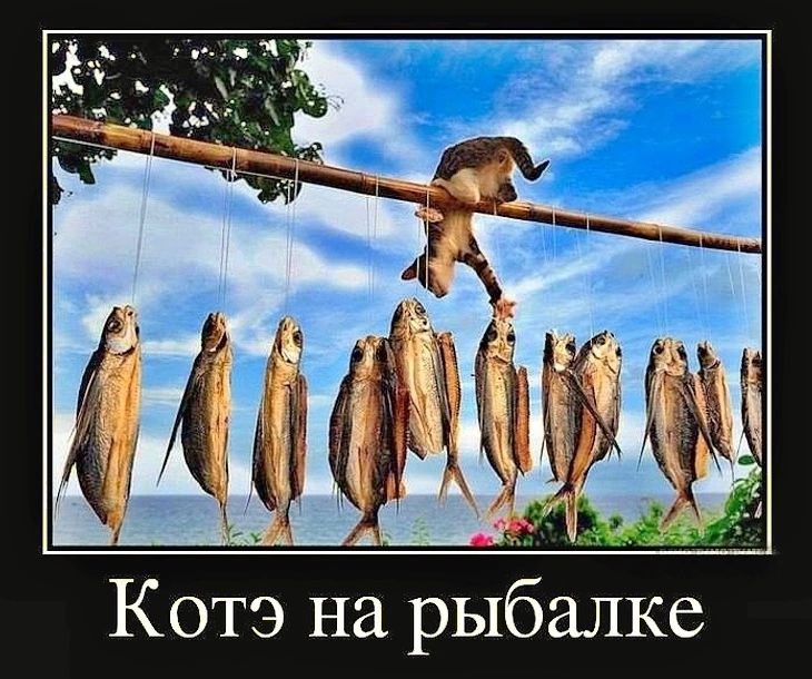 Котэ на рыбалке