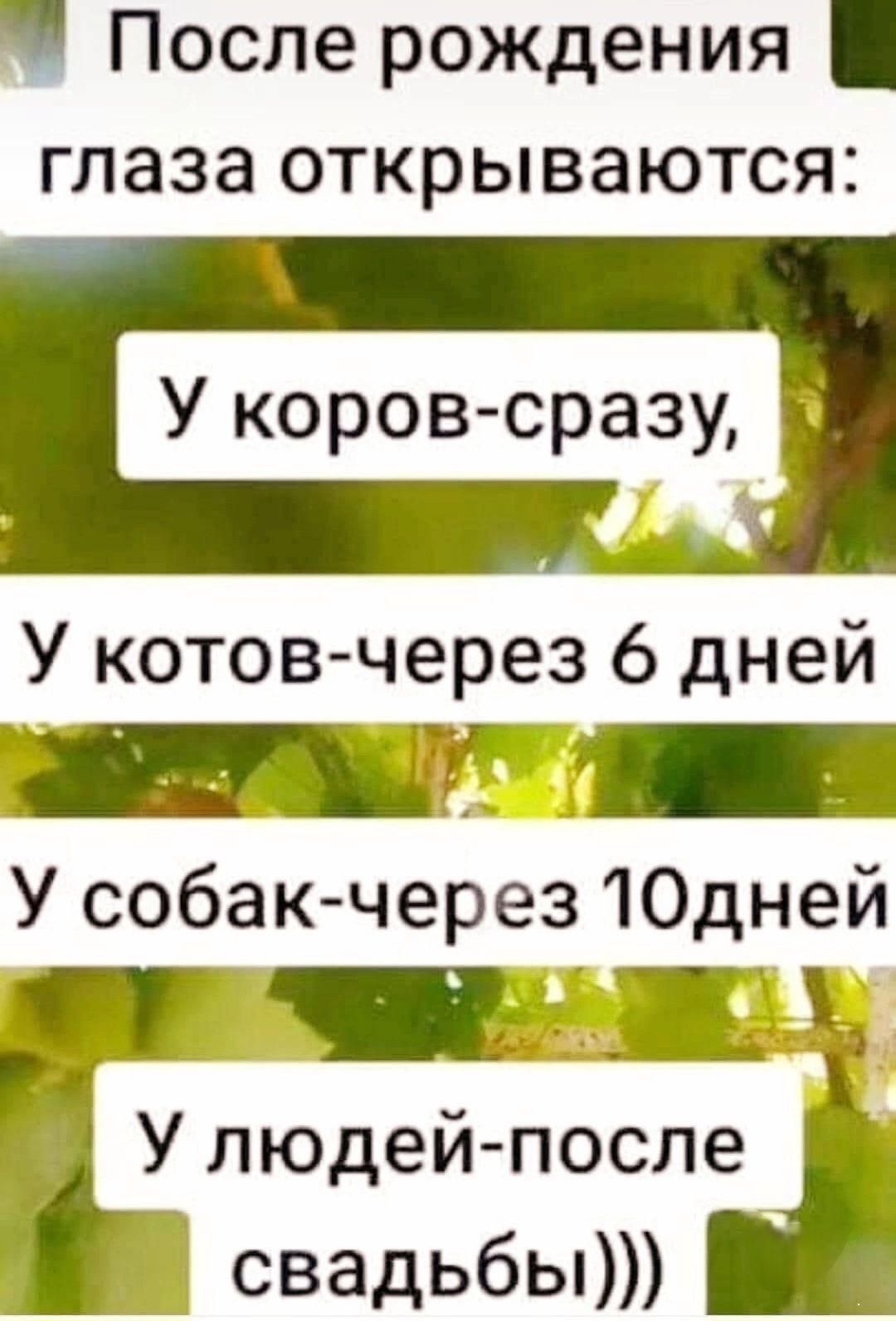 После рождения глаза открываются:
У коров-сразу,
У котов-через 6 дней
У собак-через 10 дней
У людей-после свадьбы)))