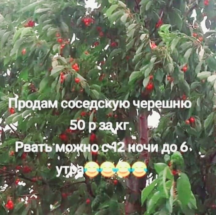 Продам соседскую черешню 50 р за кг. Рвать можно с 12 ночи до 6 утра.