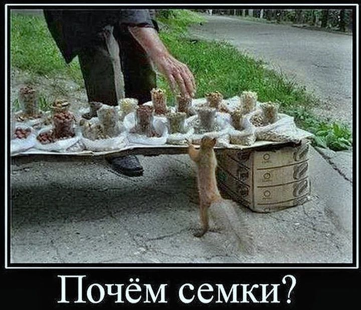 Почём семки?