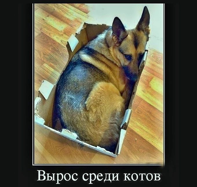 Вырос среди котов