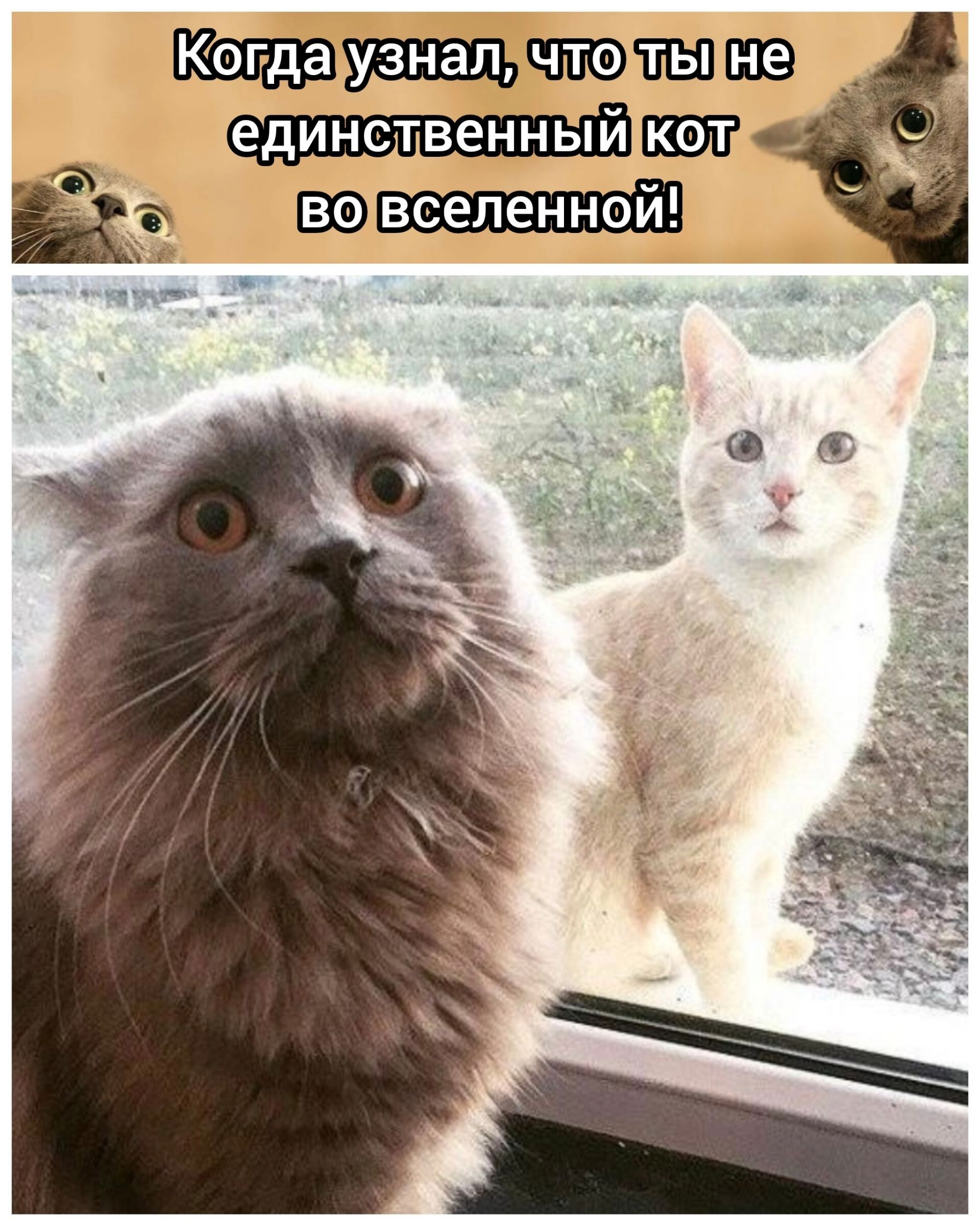 Когда узнал, что ты не единственный кот во вселенной!