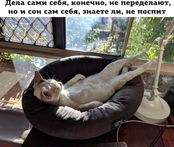 Дела сами себя, конечно, не переделают, но и сон сам себя, знаете ли, не поспит