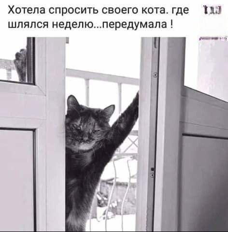 Хотела спросить своего кота, где шлялся неделю... передумала !