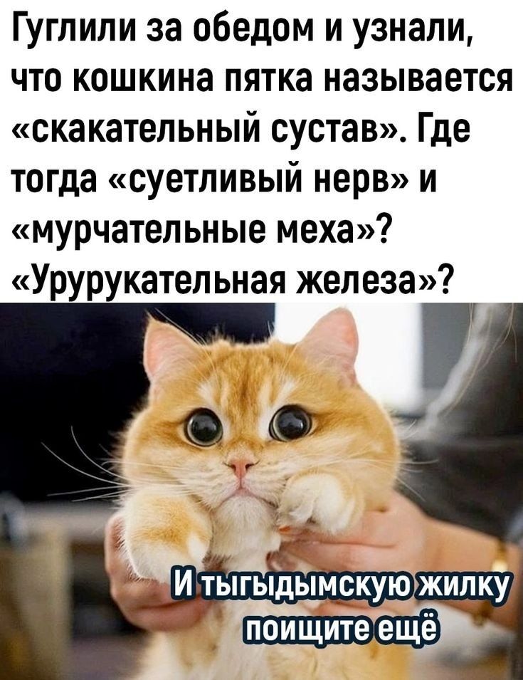Гуглили за обедом и узнали, что кошкина пятка называется «скакательный сустав». Где тогда «суетливый нерв» и «мурчательные меха»? «Урурукательная железа»?
И тыгыдымскую жилку поищите ещё