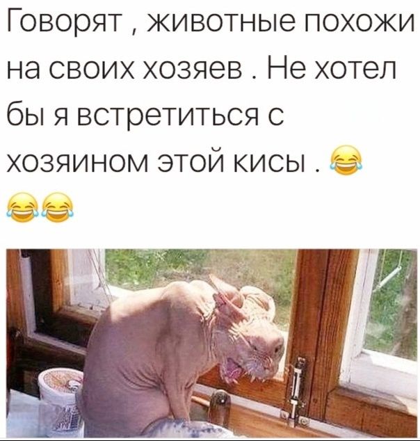 Говорят, животные похожи на своих хозяев. Не хотел бы я встретиться с хозяином этой кисы.