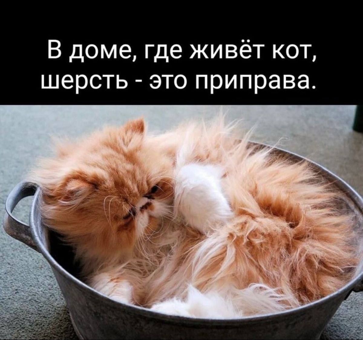 В доме, где живёт кот, шерсть - это приправа.