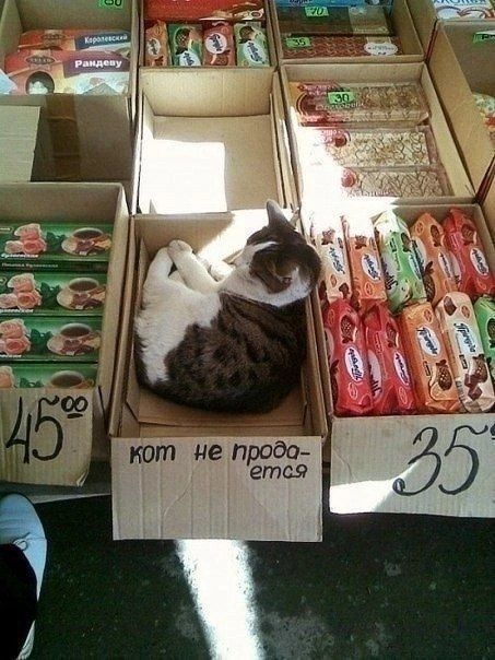 кот не продаётся