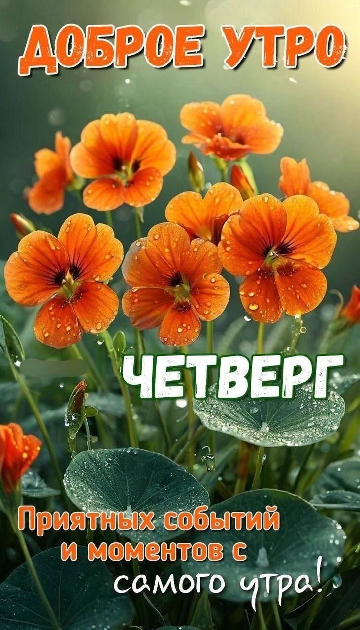 ДОБРОЕ УТРО
ЧЕТВЕРГ
Приятных событий и моментов с
самого утра!
