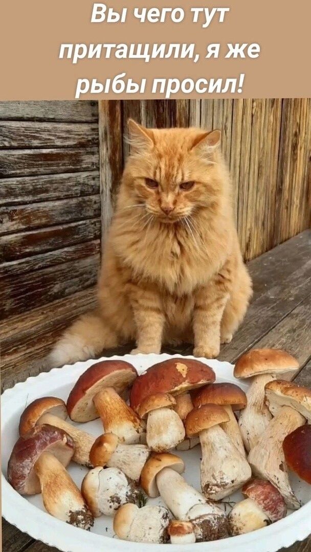 Вы чего тут притасили, я же рыбы просил!