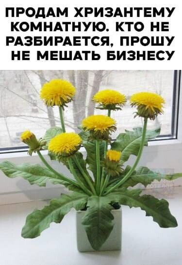 ПРОДАМ ХРИЗАНТЕМУ КОМНАТНЮ. КТО НЕ РАЗБИРАЕТСЯ, ПРОШУ НЕ МЕШАТЬ БИЗНЕСУ