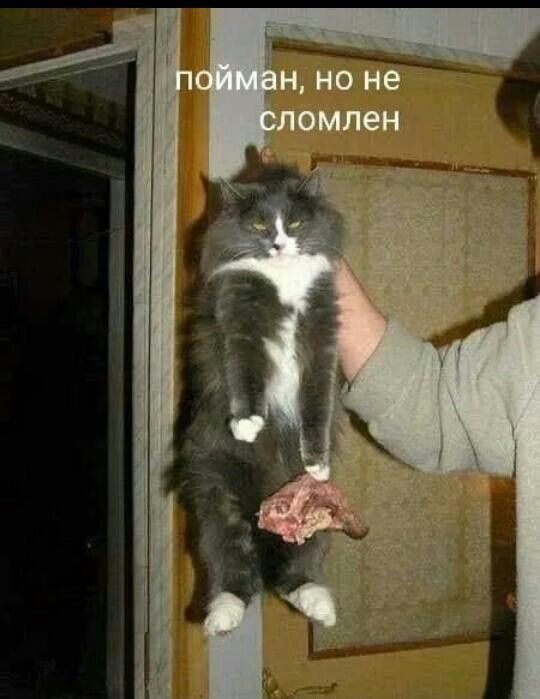 пойман, но не сломлен