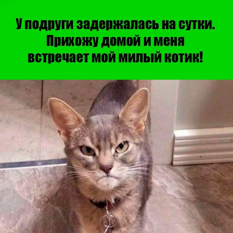 У подруги задержалась на сутки. Приехжу домой и меня встречает мой милый котик!