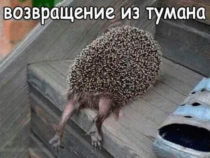 возвращение из тумана