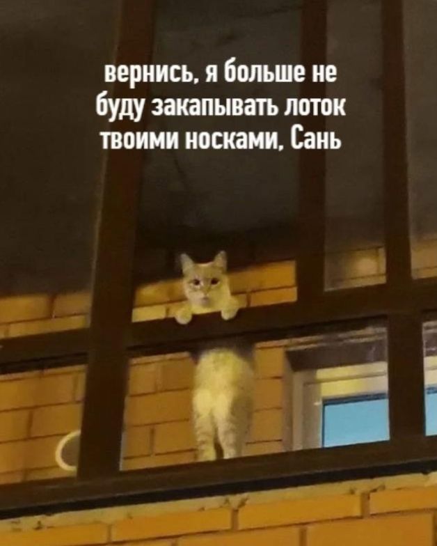 вернись, я больше не буду закапывать лоток твоими носками, Сань
