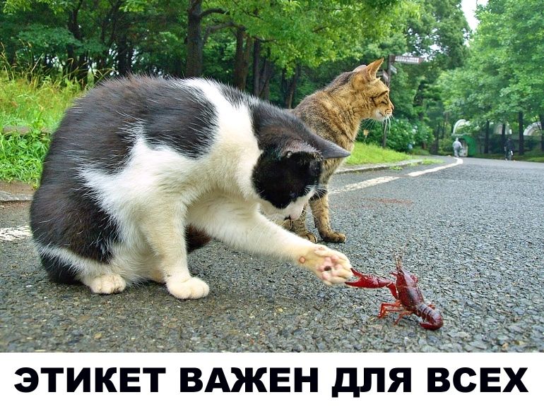 ЭТИКЕТ ВАЖЕН ДЛЯ ВСЕХ