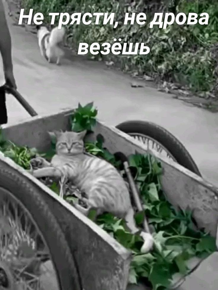 Не трясти, не дрова везёшь