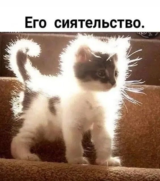 Его сиятельство.