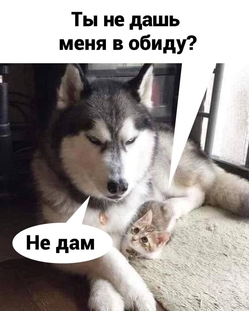 Ты не дашь меня в обиду?
Не дам.