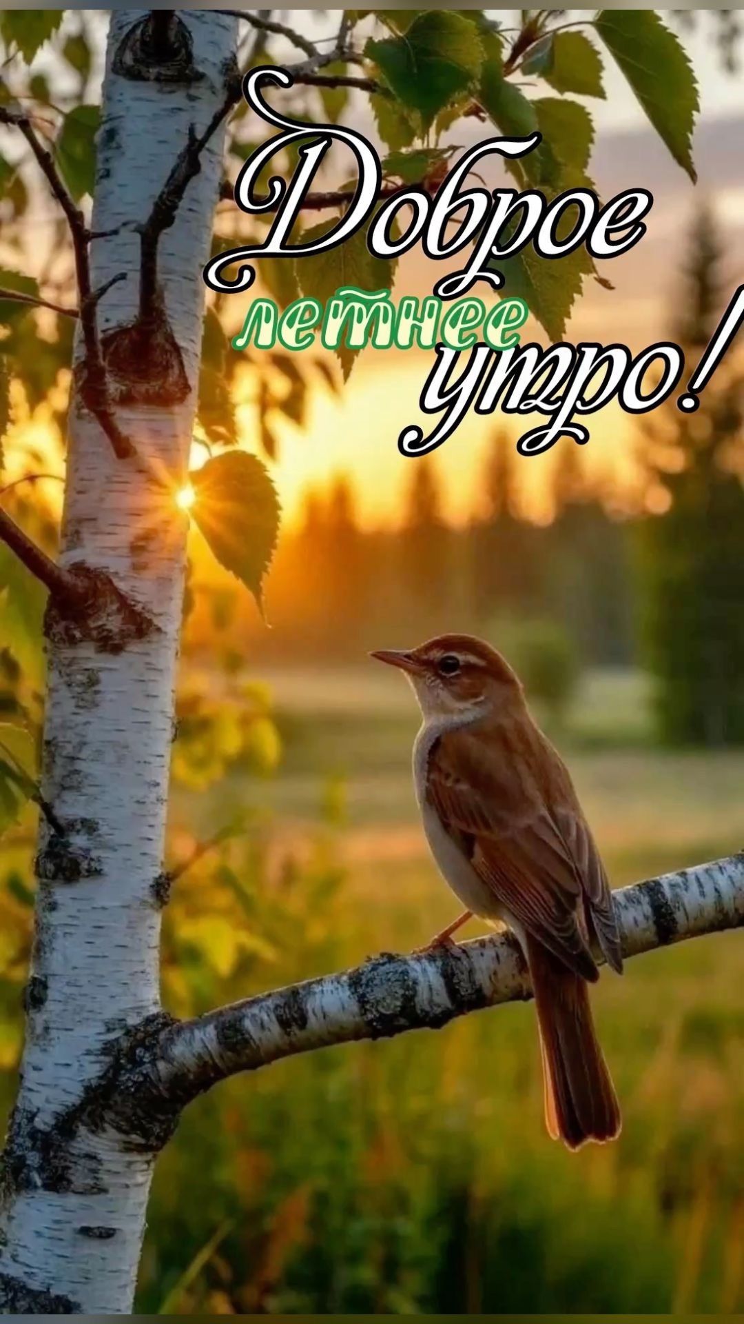 Доброе летнее утро!