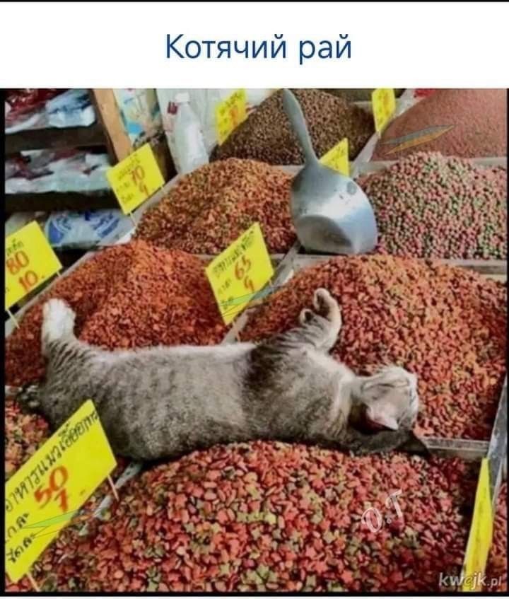 Котячий рай