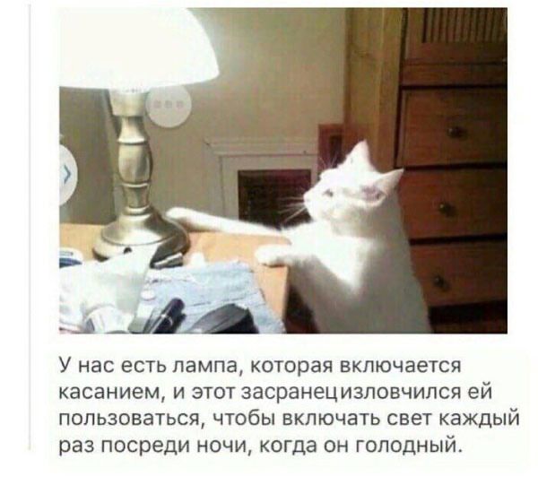 У нас есть лампа, которая включается касанием, и этот зараненизировался ей пользоваться, чтобы включать свет каждый раз посреди ночи, когда он голодный.