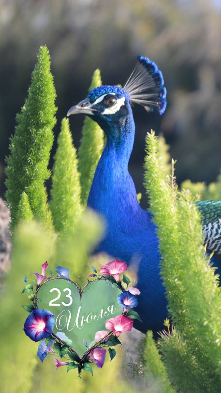 23 Июля