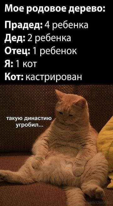 Мое родовое дерево:
Прадеж: 4 ребенка
Дед: 2 ребенка
Отец: 1 ребенок
Я: 1 кот
Кот: кастрирован
такую династию угробил...
