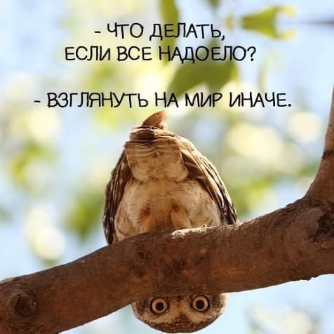 - ЧТО ДЕЛАТЬ, 
ЕСЛИ ВСЕ НАДОЕЛО? 
- ВЗГЛЯНУТЬ НА МИР ИНАЧЕ.