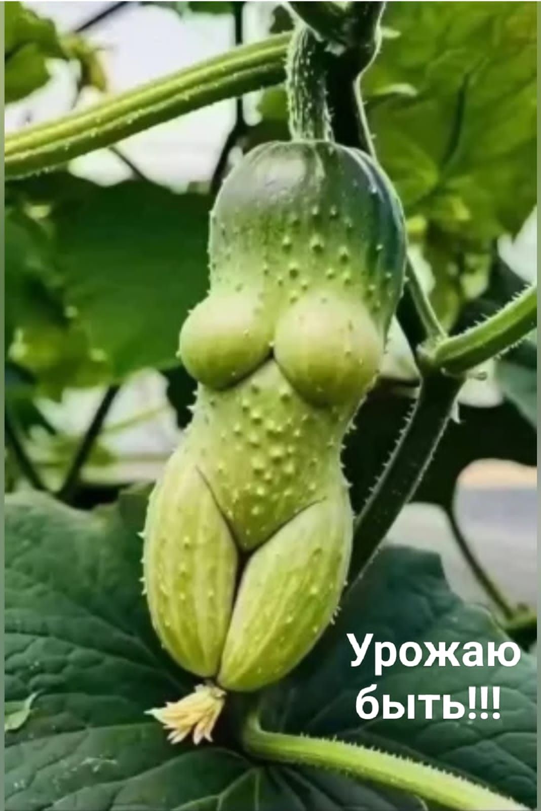 Урожаю быть!!!