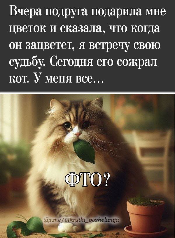 Вчера подруга подарила мне цветок и сказала, что когда он зацветет, я встречу свою судьбу. Сегодня его сожрал кот. У меня все...
ФТО?
