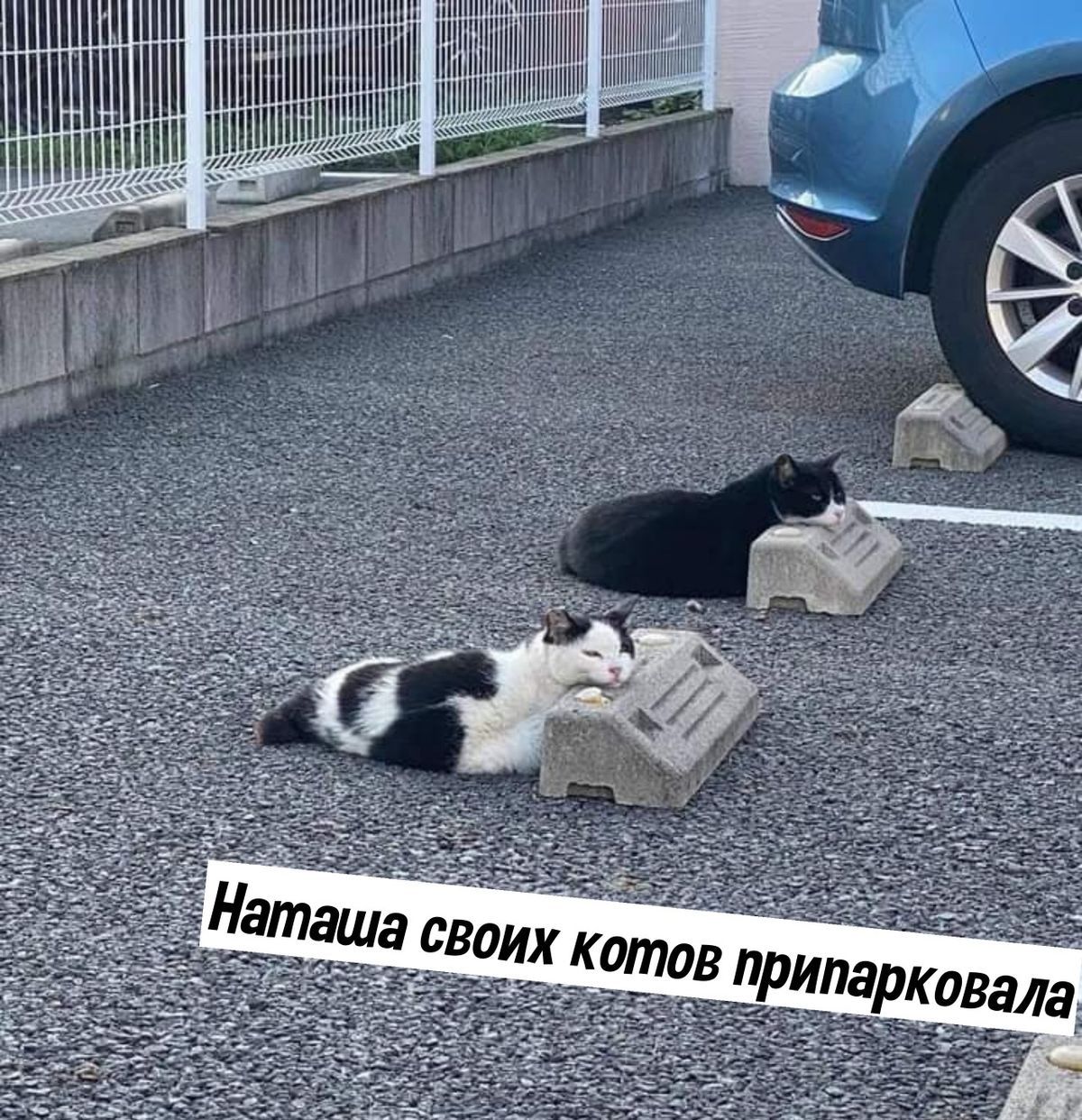 Наташа своих котов припарковала
