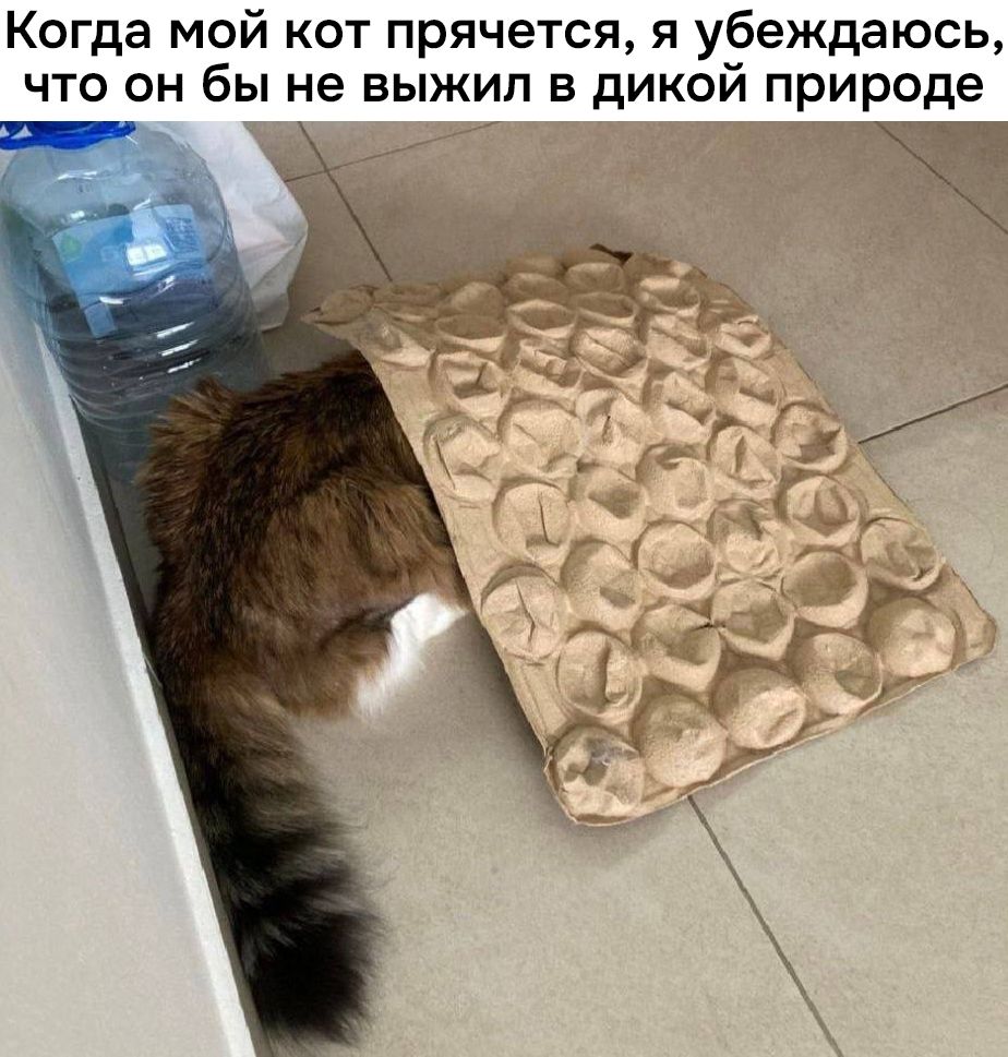 Когда мой кот прячется, я убеждаюсь, что он бы не выжил в дикой природе