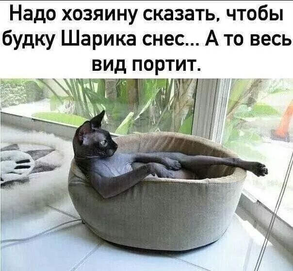 Надо хозяину сказать, чтобы будку Шарика снес... А то весь вид портит.