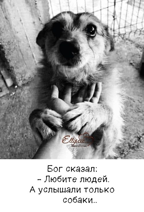 Бог сказал: - Любите людей. А услышали только собак..