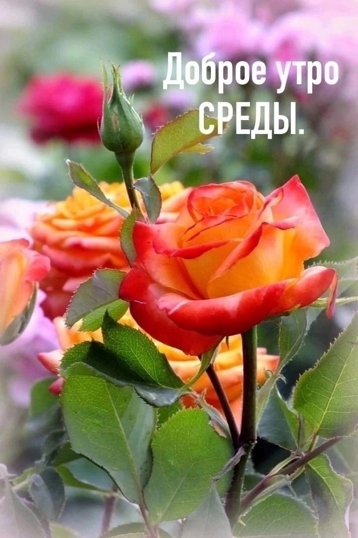 Доброе утро СРЕДЫ.