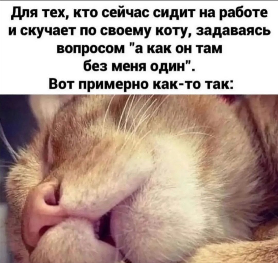 Для тех, кто сейчас сидит на работе и скучает по своему коту, задаваясь вопросом 