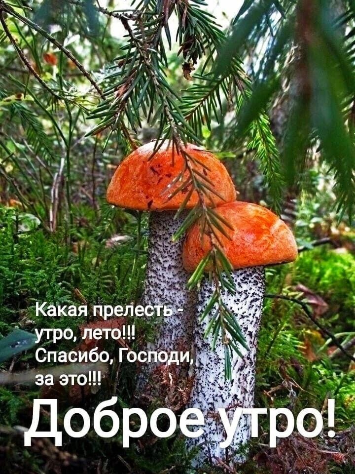 Какая прелесть утро, лето!!! Спасибо, Господи, за это!!! Доброе утро!