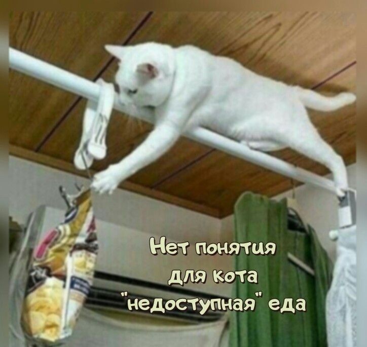 Нет понятия для кота 