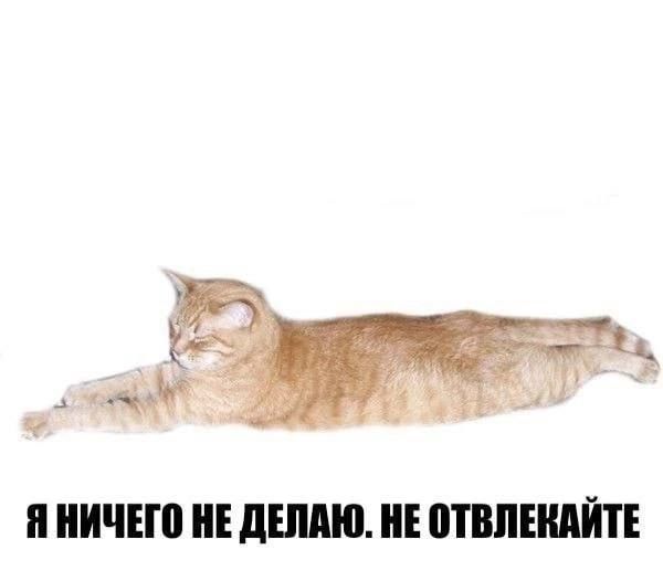 Я НИЧЕГО НЕ ДЕЛАЮ. НЕ ОТВЛЕКАЙТЕ