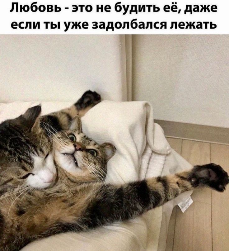 Любовь - это не будить её, даже если ты уже задолбался лежать