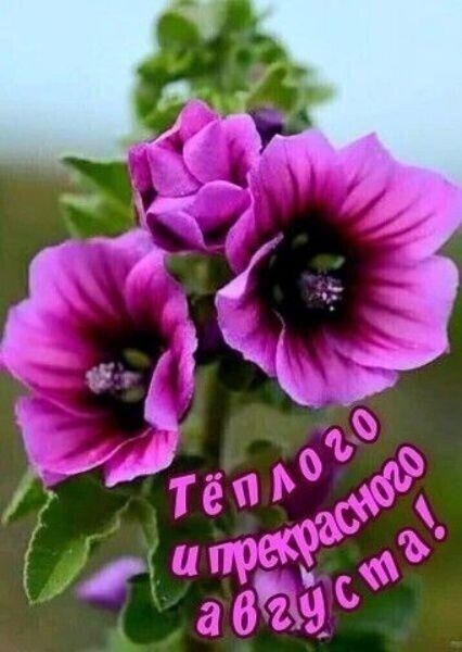 Тёплого и прекрасного августа!