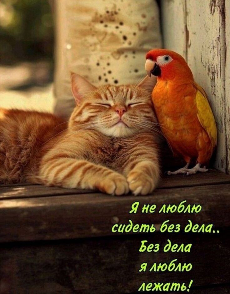 Я не люблю сидеть без дела.. Без дела я люблю лежать!