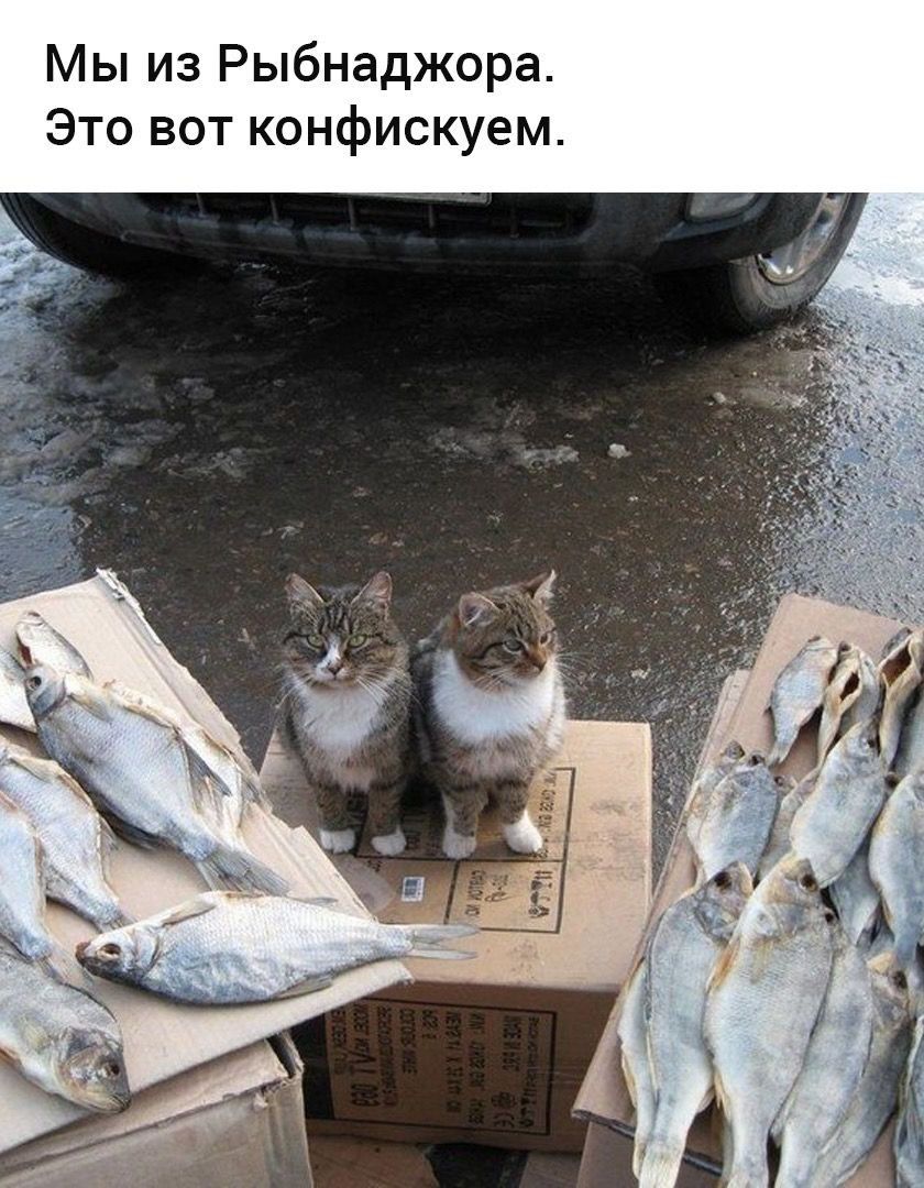 Мы из Рыбнадзора. Это вот конфискуем.
