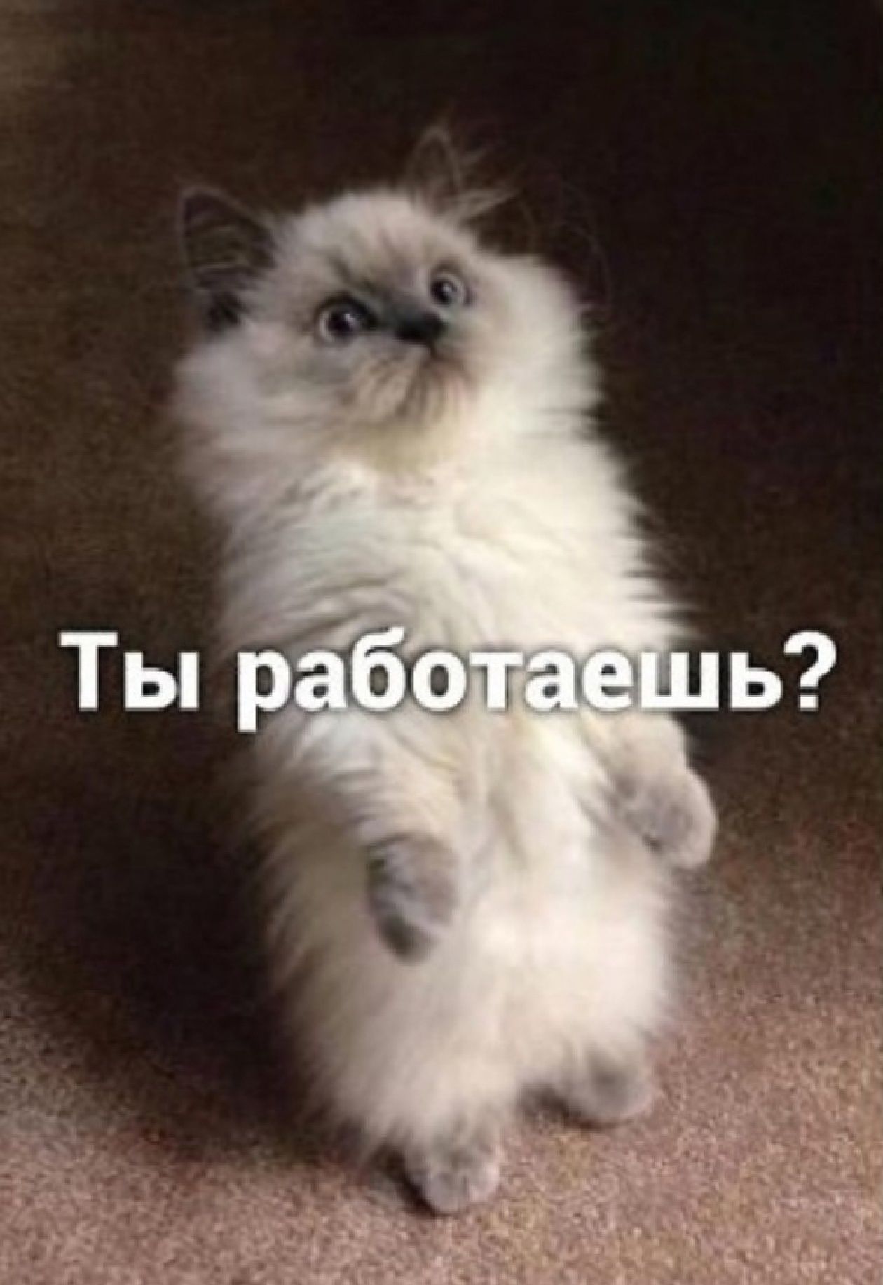Ты работаешь?