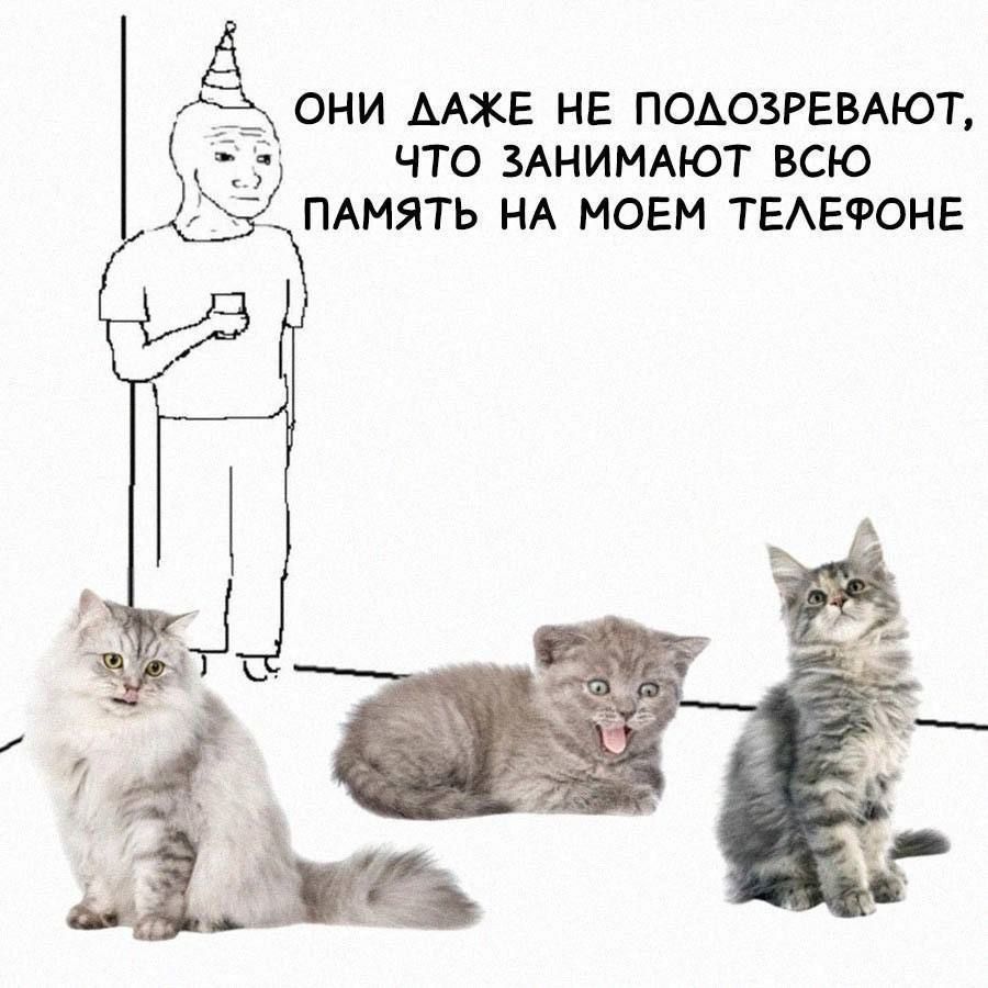 ОНИ ДАЖЕ НЕ ПОДОЗРЕВАЮТ, ЧТО ЗАНИМАЮТ ВСЮ ПАМЯТЬ НА МОЕМ ТЕЛЕФОНЕ